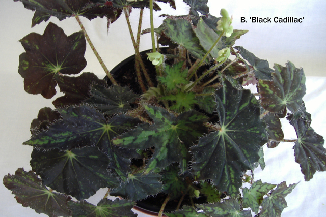 B. ‘Black Cadillac’